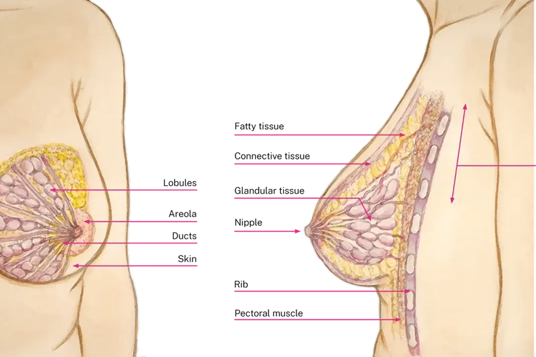 What is breast density